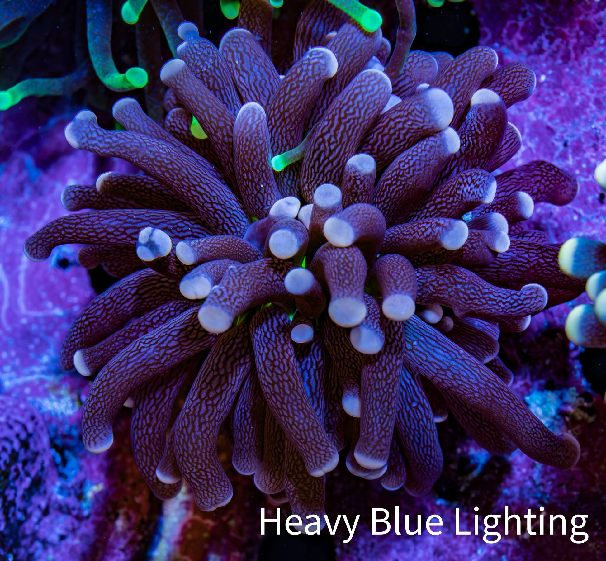 Ultra Joker Torch Coral WYSIWYG 4cm Ultra Joker Torch Coral WYSIWYG 4cm LPS Ultra Joker Torch Coral WYSIWYG 4cm Zeo Box Reef