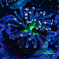 Ultra Joker Torch Coral WYSIWYG 4cm Ultra Joker Torch Coral WYSIWYG 4cm LPS Ultra Joker Torch Coral WYSIWYG 4cm Zeo Box Reef