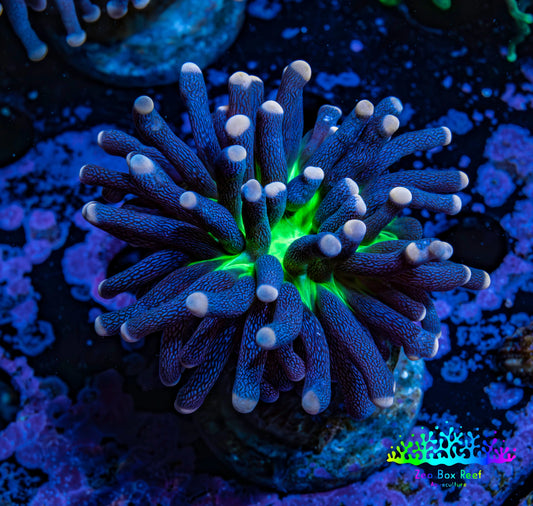 Ultra Joker Torch Coral WYSIWYG 4cm Ultra Joker Torch Coral WYSIWYG 4cm LPS Ultra Joker Torch Coral WYSIWYG 4cm Zeo Box Reef
