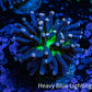 Ultra Joker Torch Coral WYSIWYG 4cm Ultra Joker Torch Coral WYSIWYG 4cm LPS Ultra Joker Torch Coral WYSIWYG 4cm Zeo Box Reef