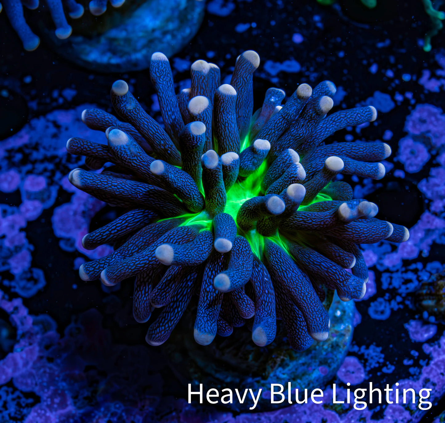 Ultra Joker Torch Coral WYSIWYG 4cm Ultra Joker Torch Coral WYSIWYG 4cm LPS Ultra Joker Torch Coral WYSIWYG 4cm Zeo Box Reef