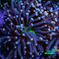 Ultra Joker Torch Coral WYSIWYG 5cm D1R1B1 Ultra Joker Torch Coral WYSIWYG 5cm D1R1B1 LPS Ultra Joker Torch Coral WYSIWYG 5cm D1R1B1 Zeo Box Reef