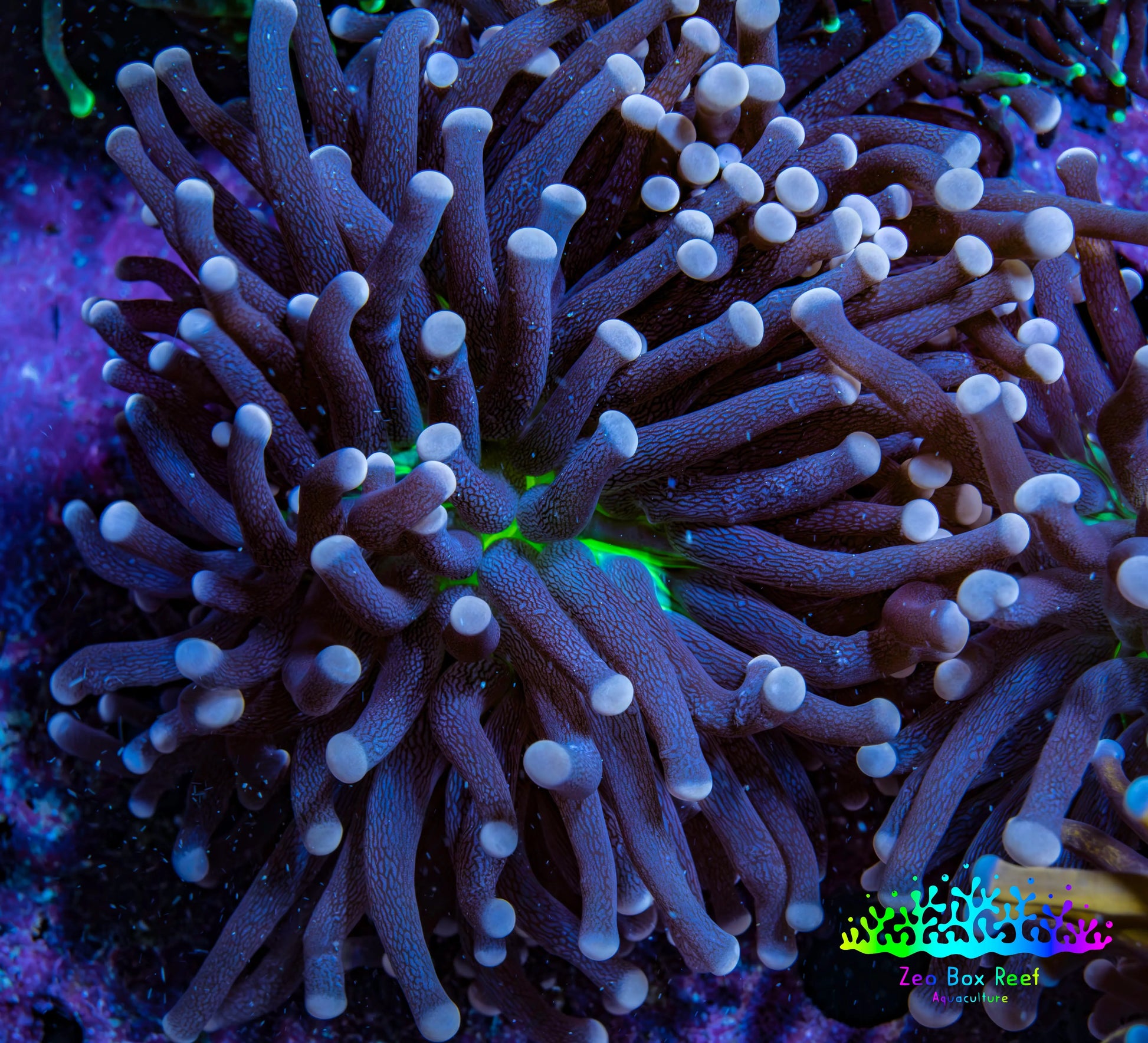 Ultra Joker Torch Coral WYSIWYG 5cm D1R1B1 Ultra Joker Torch Coral WYSIWYG 5cm D1R1B1 LPS Ultra Joker Torch Coral WYSIWYG 5cm D1R1B1 Zeo Box Reef