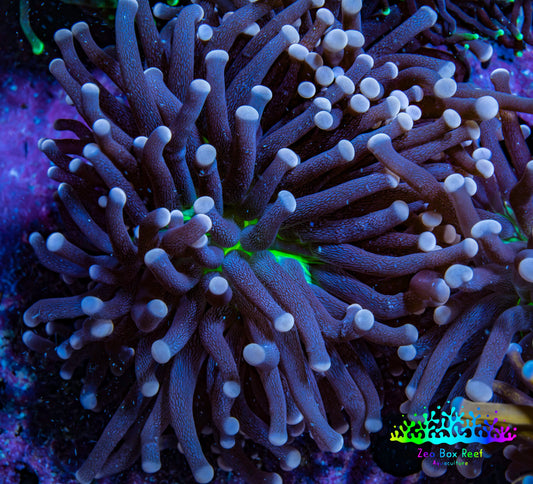Ultra Joker Torch Coral WYSIWYG 5cm D1R1B1 Ultra Joker Torch Coral WYSIWYG 5cm D1R1B1 LPS Ultra Joker Torch Coral WYSIWYG 5cm D1R1B1 Zeo Box Reef
