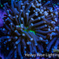 Ultra Joker Torch Coral WYSIWYG 5cm D1R1B1 Ultra Joker Torch Coral WYSIWYG 5cm D1R1B1 LPS Ultra Joker Torch Coral WYSIWYG 5cm D1R1B1 Zeo Box Reef