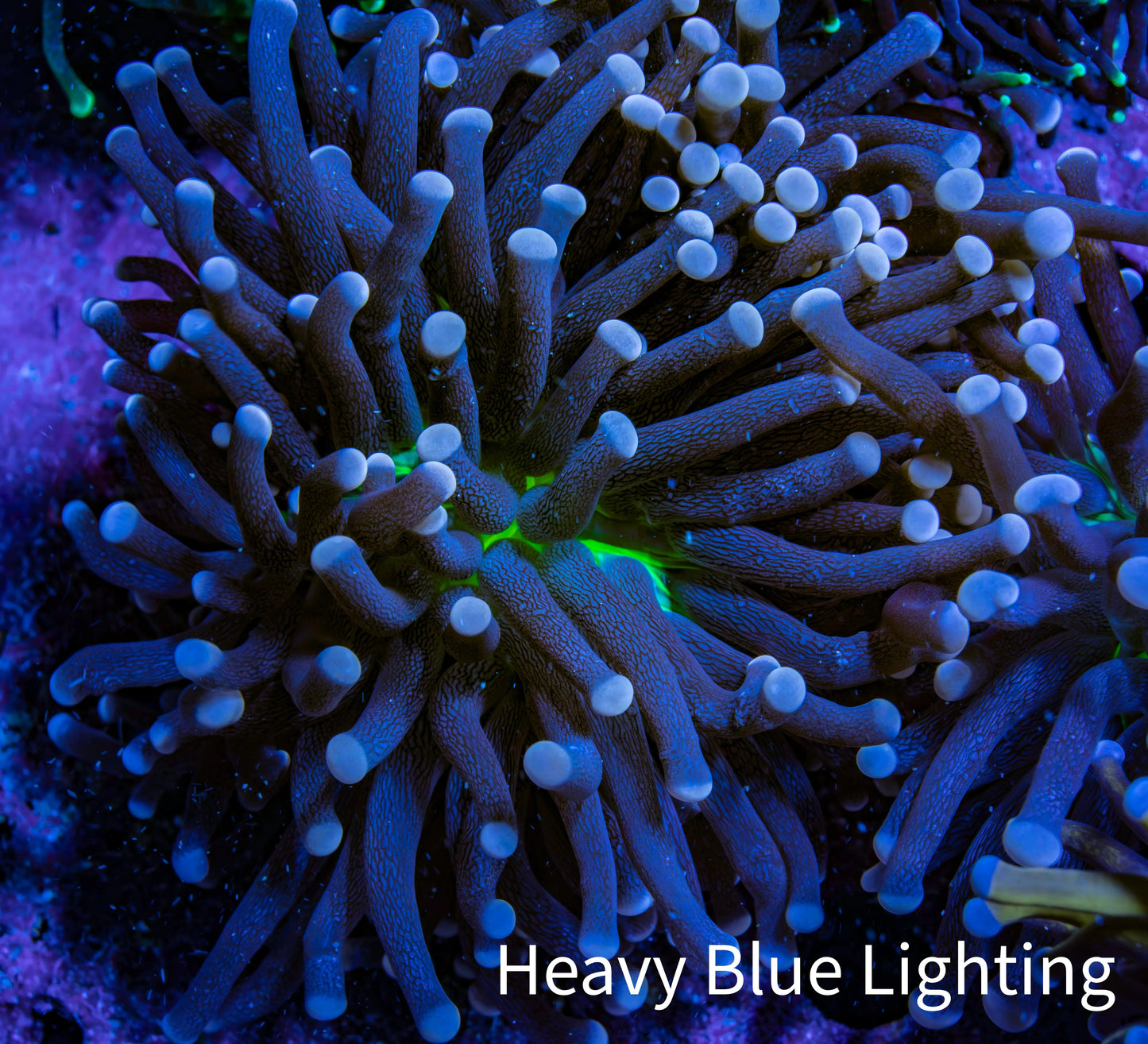 Ultra Joker Torch Coral WYSIWYG 5cm D1R1B1 Ultra Joker Torch Coral WYSIWYG 5cm D1R1B1 LPS Ultra Joker Torch Coral WYSIWYG 5cm D1R1B1 Zeo Box Reef
