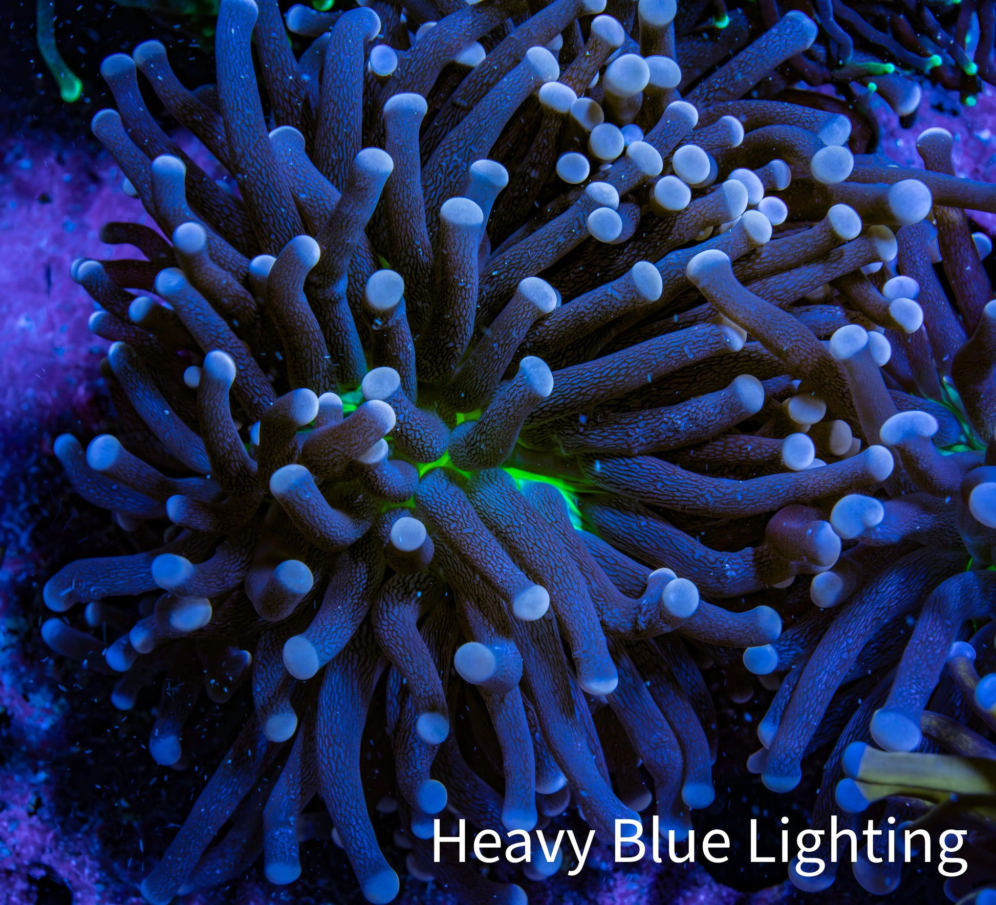 Ultra Joker Torch Coral WYSIWYG 5cm D1R1B1 Ultra Joker Torch Coral WYSIWYG 5cm D1R1B1 LPS Ultra Joker Torch Coral WYSIWYG 5cm D1R1B1 Zeo Box Reef