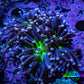 Ultra Joker Torch Coral WYSIWYG 6cm Ultra Joker Torch Coral WYSIWYG 6cm LPS Ultra Joker Torch Coral WYSIWYG 6cm Zeo Box Reef