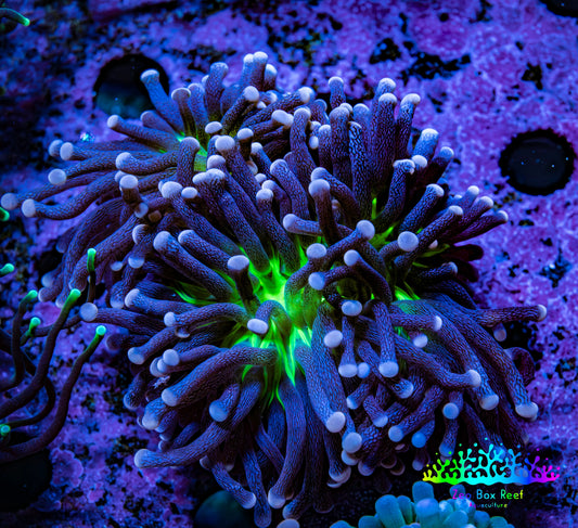 Ultra Joker Torch Coral WYSIWYG 6cm Ultra Joker Torch Coral WYSIWYG 6cm LPS Ultra Joker Torch Coral WYSIWYG 6cm Zeo Box Reef