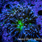 Ultra Joker Torch Coral WYSIWYG 6cm Ultra Joker Torch Coral WYSIWYG 6cm LPS Ultra Joker Torch Coral WYSIWYG 6cm Zeo Box Reef