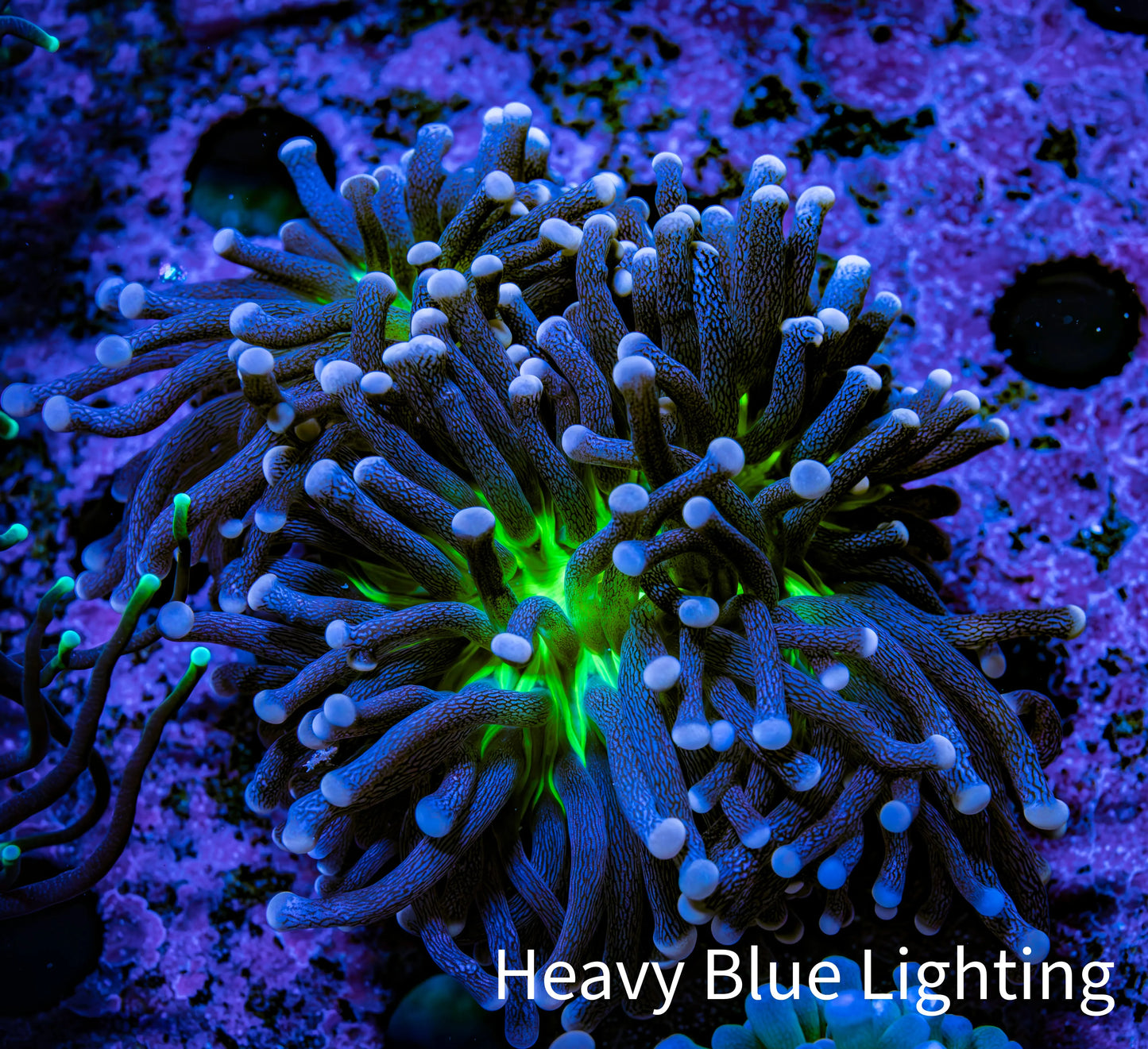 Ultra Joker Torch Coral WYSIWYG 6cm Ultra Joker Torch Coral WYSIWYG 6cm LPS Ultra Joker Torch Coral WYSIWYG 6cm Zeo Box Reef