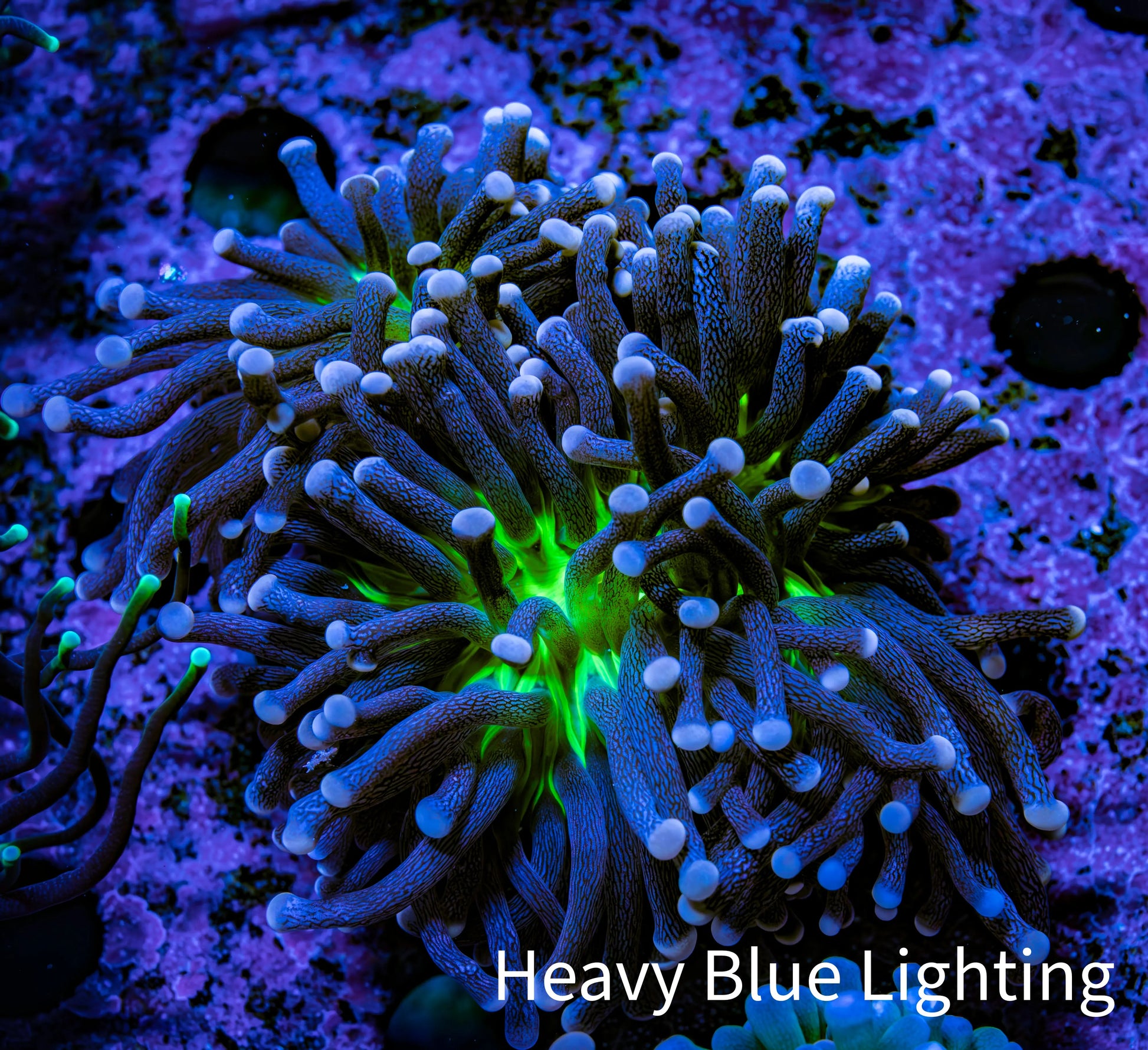 Ultra Joker Torch Coral WYSIWYG 6cm Ultra Joker Torch Coral WYSIWYG 6cm LPS Ultra Joker Torch Coral WYSIWYG 6cm Zeo Box Reef