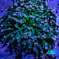 Ultra Joker Torch Coral WYSIWYG 7cm Ultra Joker Torch Coral WYSIWYG 7cm LPS Ultra Joker Torch Coral WYSIWYG 7cm Zeo Box Reef