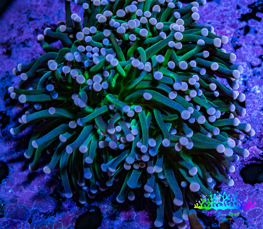 Ultra Joker Torch Coral WYSIWYG 7cm Ultra Joker Torch Coral WYSIWYG 7cm LPS Ultra Joker Torch Coral WYSIWYG 7cm Zeo Box Reef