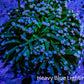 Ultra Joker Torch Coral WYSIWYG 7cm Ultra Joker Torch Coral WYSIWYG 7cm LPS Ultra Joker Torch Coral WYSIWYG 7cm Zeo Box Reef
