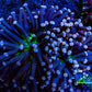 Ultra Joker Torch Coral WYSIWYG 8cm Ultra Joker Torch Coral WYSIWYG 8cm LPS Ultra Joker Torch Coral WYSIWYG 8cm Zeo Box Reef