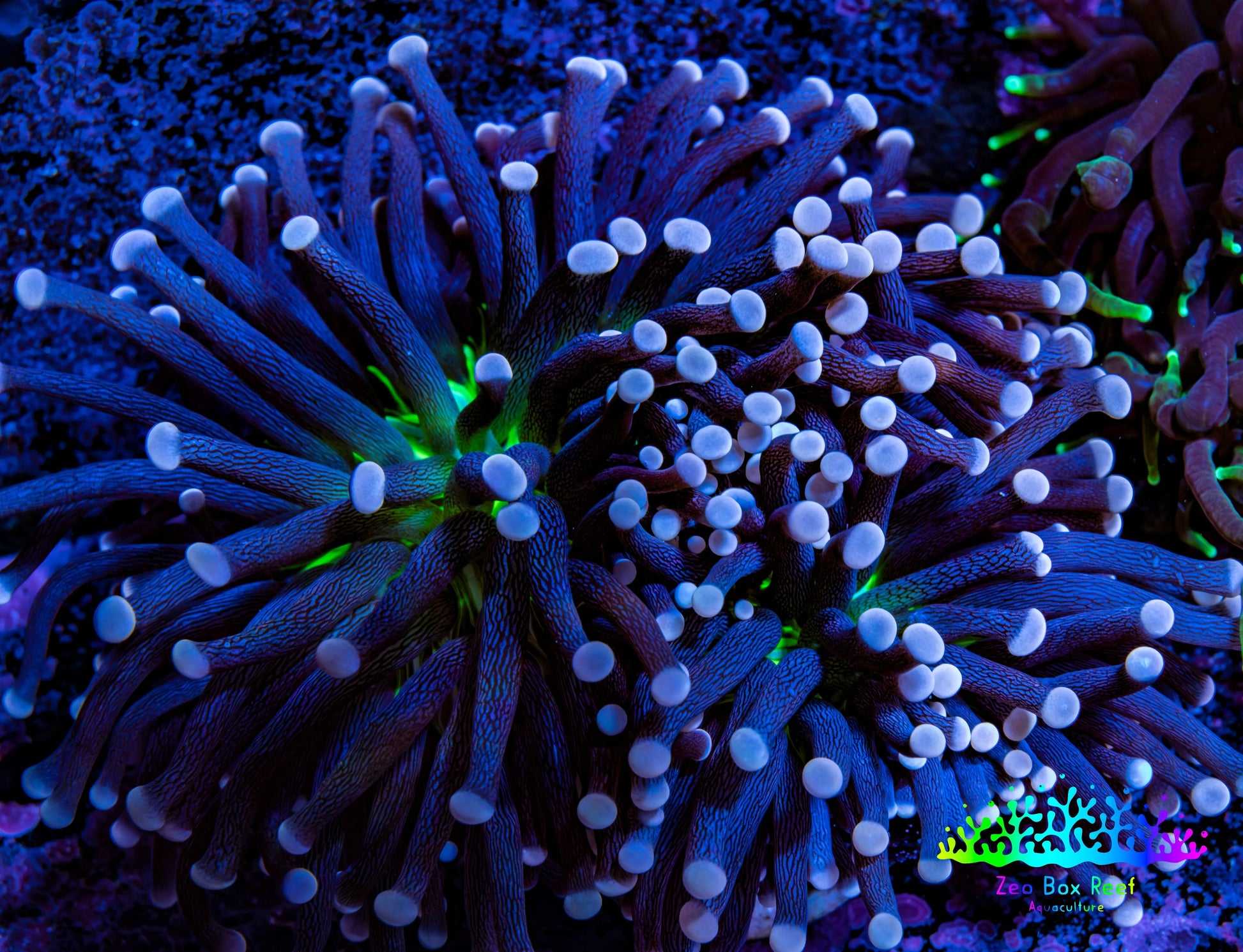 Ultra Joker Torch Coral WYSIWYG 8cm Ultra Joker Torch Coral WYSIWYG 8cm LPS Ultra Joker Torch Coral WYSIWYG 8cm Zeo Box Reef