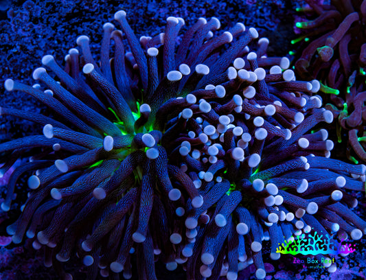 Ultra Joker Torch Coral WYSIWYG 8cm Ultra Joker Torch Coral WYSIWYG 8cm LPS Ultra Joker Torch Coral WYSIWYG 8cm Zeo Box Reef
