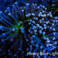 Ultra Joker Torch Coral WYSIWYG 8cm Ultra Joker Torch Coral WYSIWYG 8cm LPS Ultra Joker Torch Coral WYSIWYG 8cm Zeo Box Reef