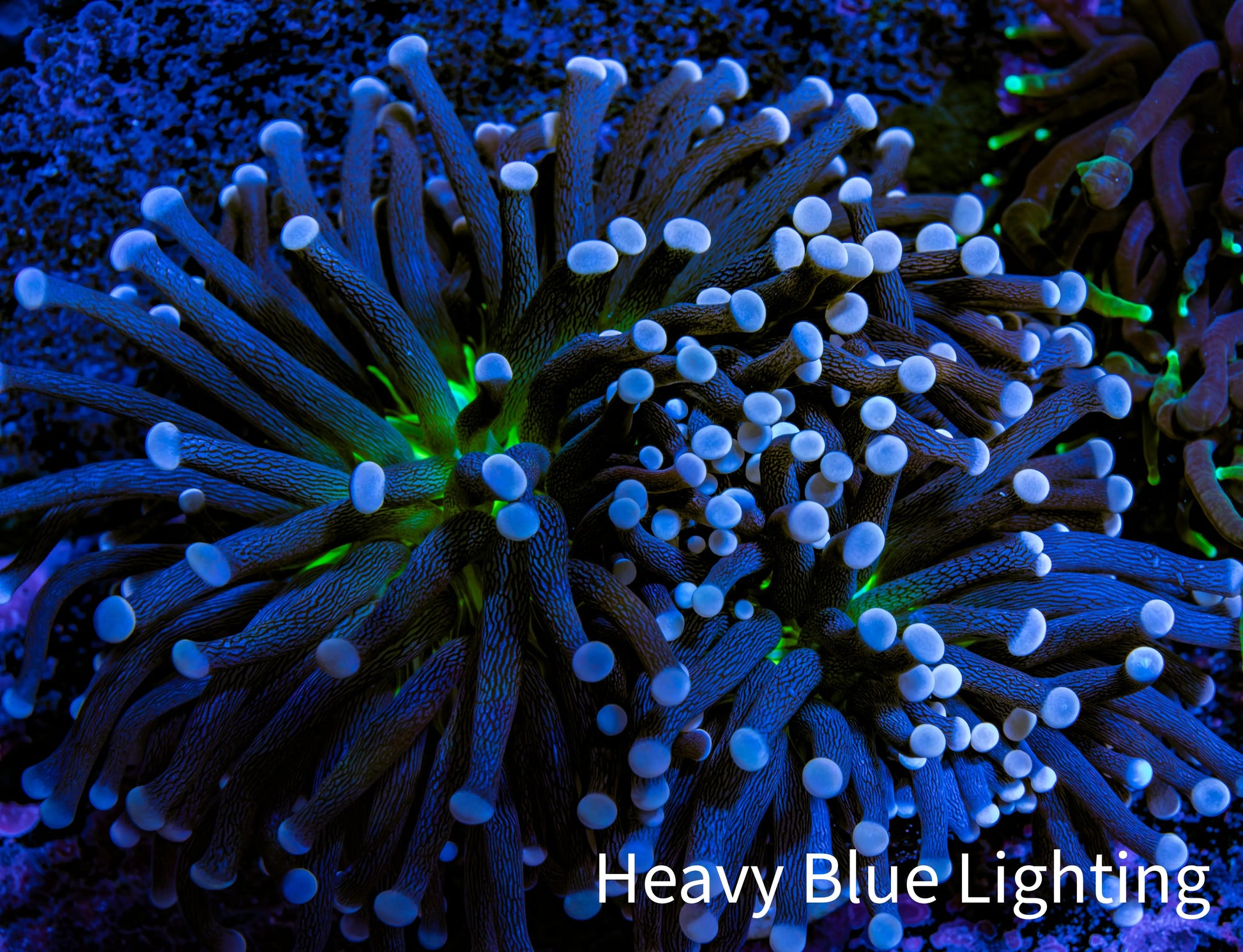 Ultra Joker Torch Coral WYSIWYG 8cm Ultra Joker Torch Coral WYSIWYG 8cm LPS Ultra Joker Torch Coral WYSIWYG 8cm Zeo Box Reef
