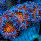 Ultra Kaleidoscope Rainbow Acan Coral Frag, WYSIWYG E2R3B1 Ultra Kaleidoscope Rainbow Acan Coral Frag, WYSIWYG E2R3B1 LPS Coral Ultra Kaleidoscope Rainbow Acan Coral Frag, WYSIWYG E2R3B1 Zeo Box Reef