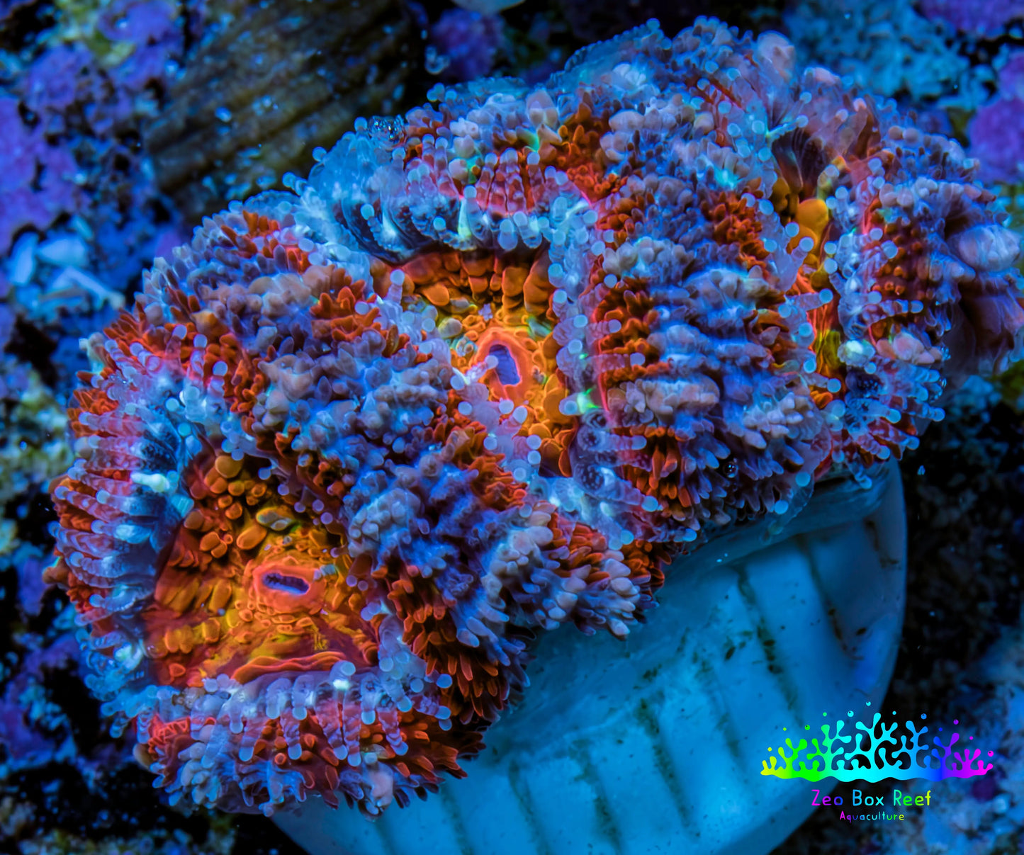 Ultra Kaleidoscope Rainbow Acan Coral Frag, WYSIWYG E2R3B1 Ultra Kaleidoscope Rainbow Acan Coral Frag, WYSIWYG E2R3B1 LPS Coral Ultra Kaleidoscope Rainbow Acan Coral Frag, WYSIWYG E2R3B1 Zeo Box Reef