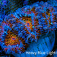 Ultra Kaleidoscope Rainbow Acan Coral Frag, WYSIWYG E2R3B1 Ultra Kaleidoscope Rainbow Acan Coral Frag, WYSIWYG E2R3B1 LPS Coral Ultra Kaleidoscope Rainbow Acan Coral Frag, WYSIWYG E2R3B1 Zeo Box Reef