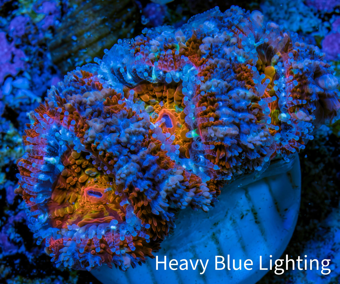 Ultra Kaleidoscope Rainbow Acan Coral Frag, WYSIWYG E2R3B1 Ultra Kaleidoscope Rainbow Acan Coral Frag, WYSIWYG E2R3B1 LPS Coral Ultra Kaleidoscope Rainbow Acan Coral Frag, WYSIWYG E2R3B1 Zeo Box Reef