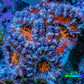 Ultra Kaleidoscope Rainbow Acan Coral Frag, WYSIWYG E3R3B1 Ultra Kaleidoscope Rainbow Acan Coral Frag, WYSIWYG E3R3B1 LPS Coral Ultra Kaleidoscope Rainbow Acan Coral Frag, WYSIWYG E3R3B1 Zeo Box Reef