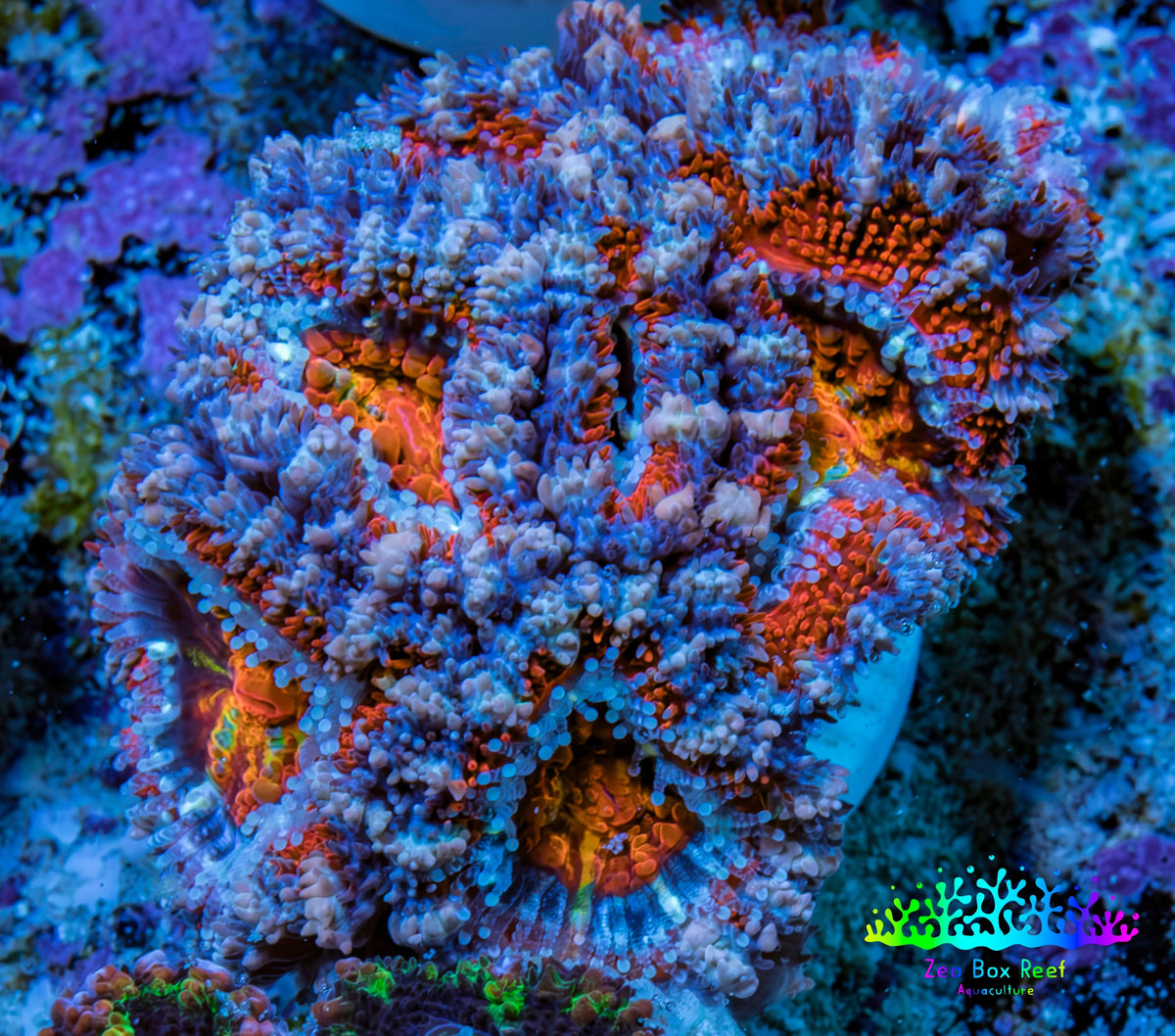 Ultra Kaleidoscope Rainbow Acan Coral Frag, WYSIWYG E3R3B1 Ultra Kaleidoscope Rainbow Acan Coral Frag, WYSIWYG E3R3B1 LPS Coral Ultra Kaleidoscope Rainbow Acan Coral Frag, WYSIWYG E3R3B1 Zeo Box Reef