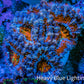 Ultra Kaleidoscope Rainbow Acan Coral Frag, WYSIWYG E3R3B1 Ultra Kaleidoscope Rainbow Acan Coral Frag, WYSIWYG E3R3B1 LPS Coral Ultra Kaleidoscope Rainbow Acan Coral Frag, WYSIWYG E3R3B1 Zeo Box Reef