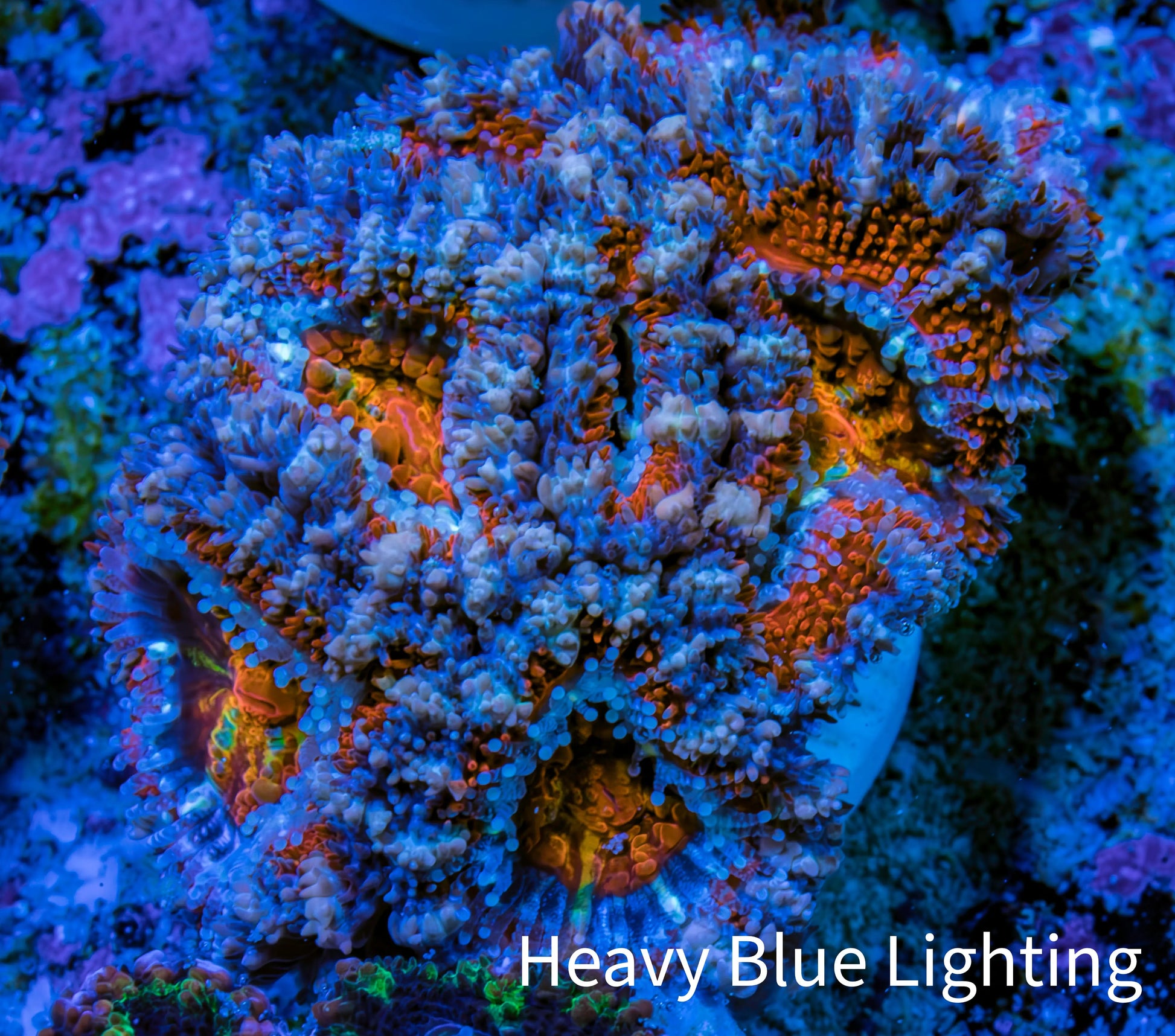 Ultra Kaleidoscope Rainbow Acan Coral Frag, WYSIWYG E3R3B1 Ultra Kaleidoscope Rainbow Acan Coral Frag, WYSIWYG E3R3B1 LPS Coral Ultra Kaleidoscope Rainbow Acan Coral Frag, WYSIWYG E3R3B1 Zeo Box Reef