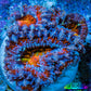 Ultra Kaleidoscope Rainbow Acan Coral Frag, WYSIWYG E4R3B1 Ultra Kaleidoscope Rainbow Acan Coral Frag, WYSIWYG E4R3B1 LPS Coral Ultra Kaleidoscope Rainbow Acan Coral Frag, WYSIWYG E4R3B1 Zeo Box Reef
