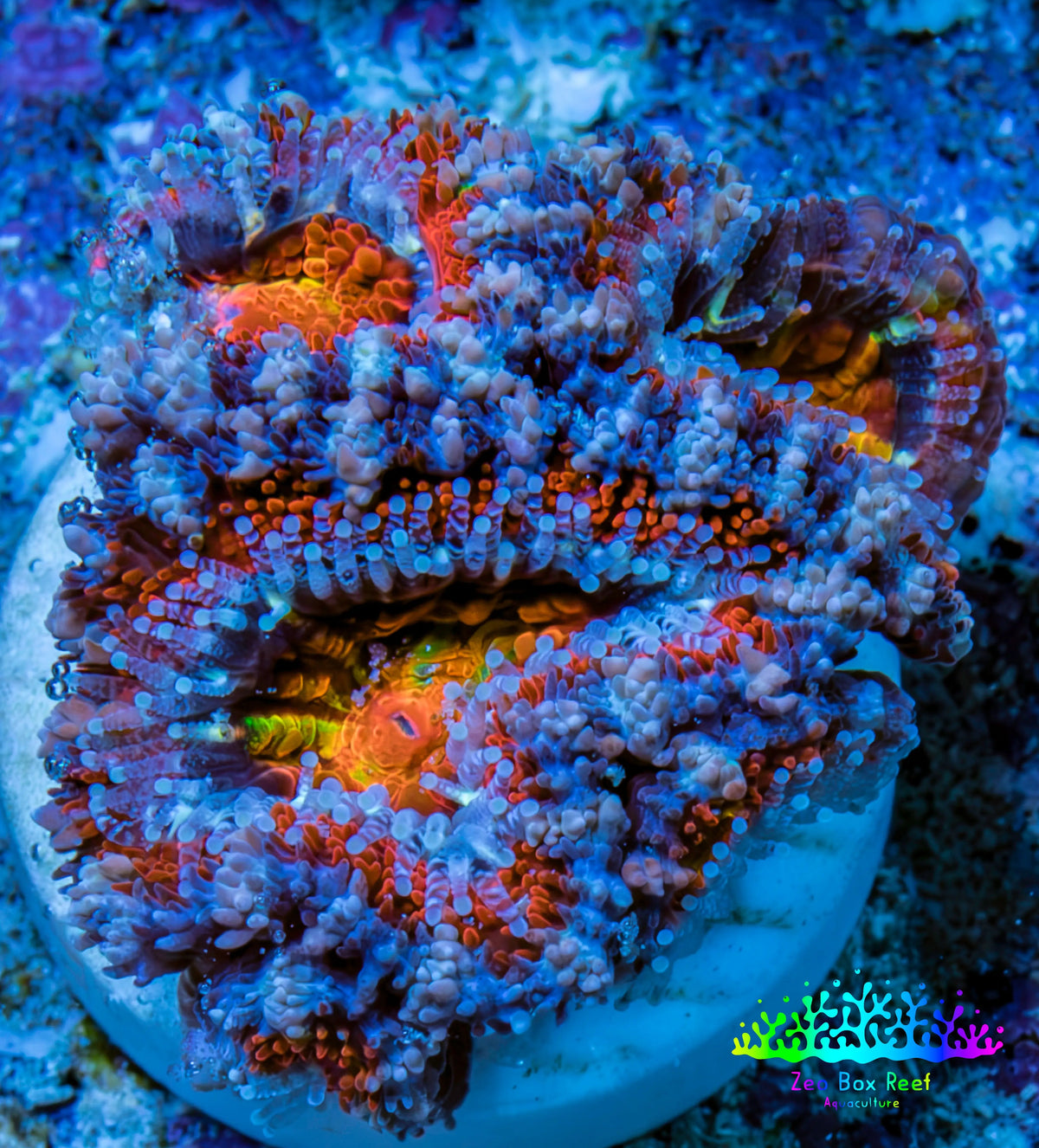 Ultra Kaleidoscope Rainbow Acan Coral Frag, WYSIWYG E4R3B1 Ultra Kaleidoscope Rainbow Acan Coral Frag, WYSIWYG E4R3B1 LPS Coral Ultra Kaleidoscope Rainbow Acan Coral Frag, WYSIWYG E4R3B1 Zeo Box Reef