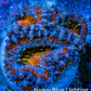 Ultra Kaleidoscope Rainbow Acan Coral Frag, WYSIWYG E4R3B1 Ultra Kaleidoscope Rainbow Acan Coral Frag, WYSIWYG E4R3B1 LPS Coral Ultra Kaleidoscope Rainbow Acan Coral Frag, WYSIWYG E4R3B1 Zeo Box Reef