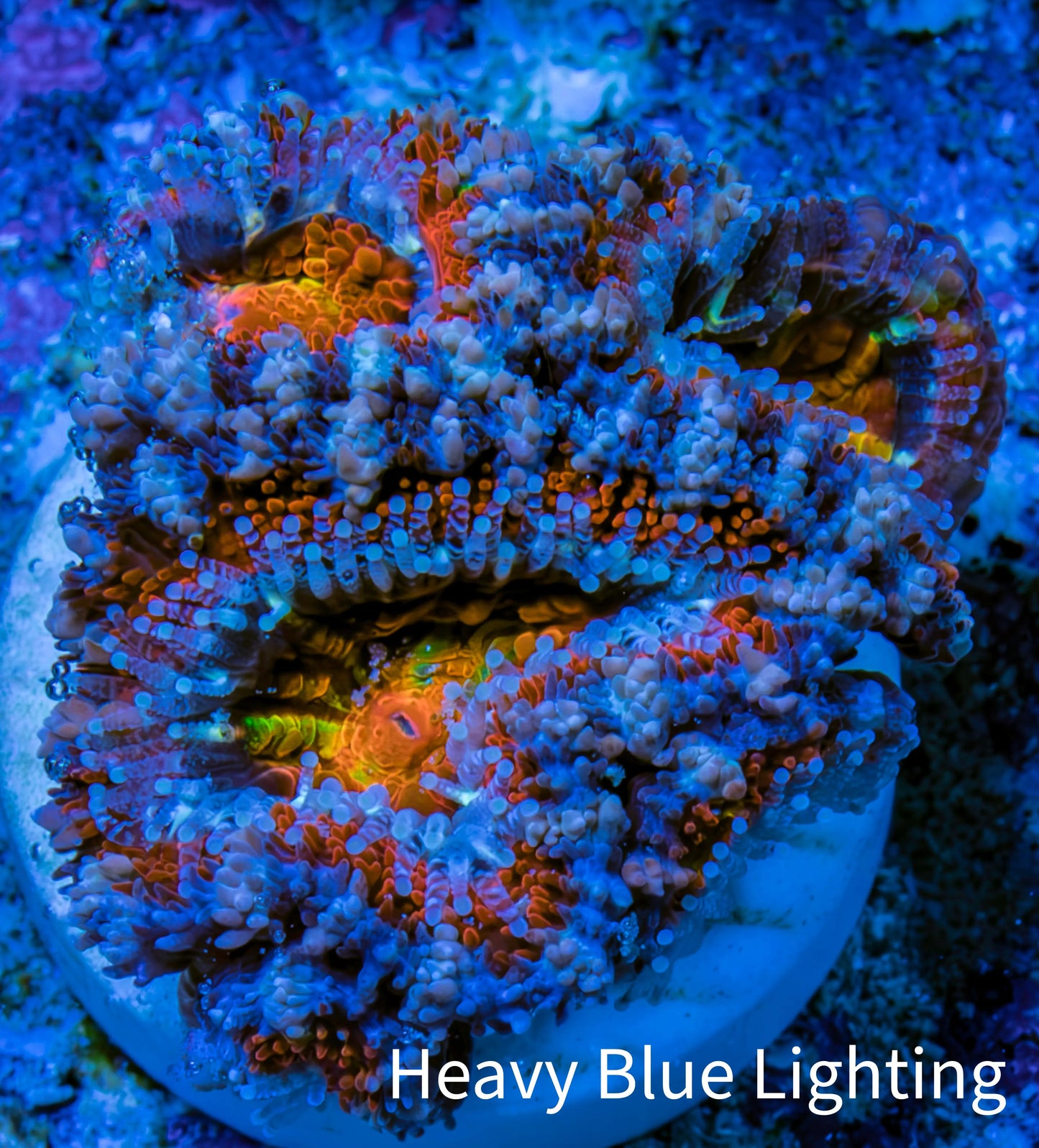 Ultra Kaleidoscope Rainbow Acan Coral Frag, WYSIWYG E4R3B1 Ultra Kaleidoscope Rainbow Acan Coral Frag, WYSIWYG E4R3B1 LPS Coral Ultra Kaleidoscope Rainbow Acan Coral Frag, WYSIWYG E4R3B1 Zeo Box Reef