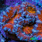 Ultra Kaleidoscope 🌈 Rainbow Acan Coral Frag, WYSIWYG E4R3B1 Ultra Kaleidoscope 🌈 Rainbow Acan Coral Frag, WYSIWYG E4R3B1 LPS Coral Ultra Kaleidoscope 🌈 Rainbow Acan Coral Frag, WYSIWYG E4R3B1 Zeo Box Reef