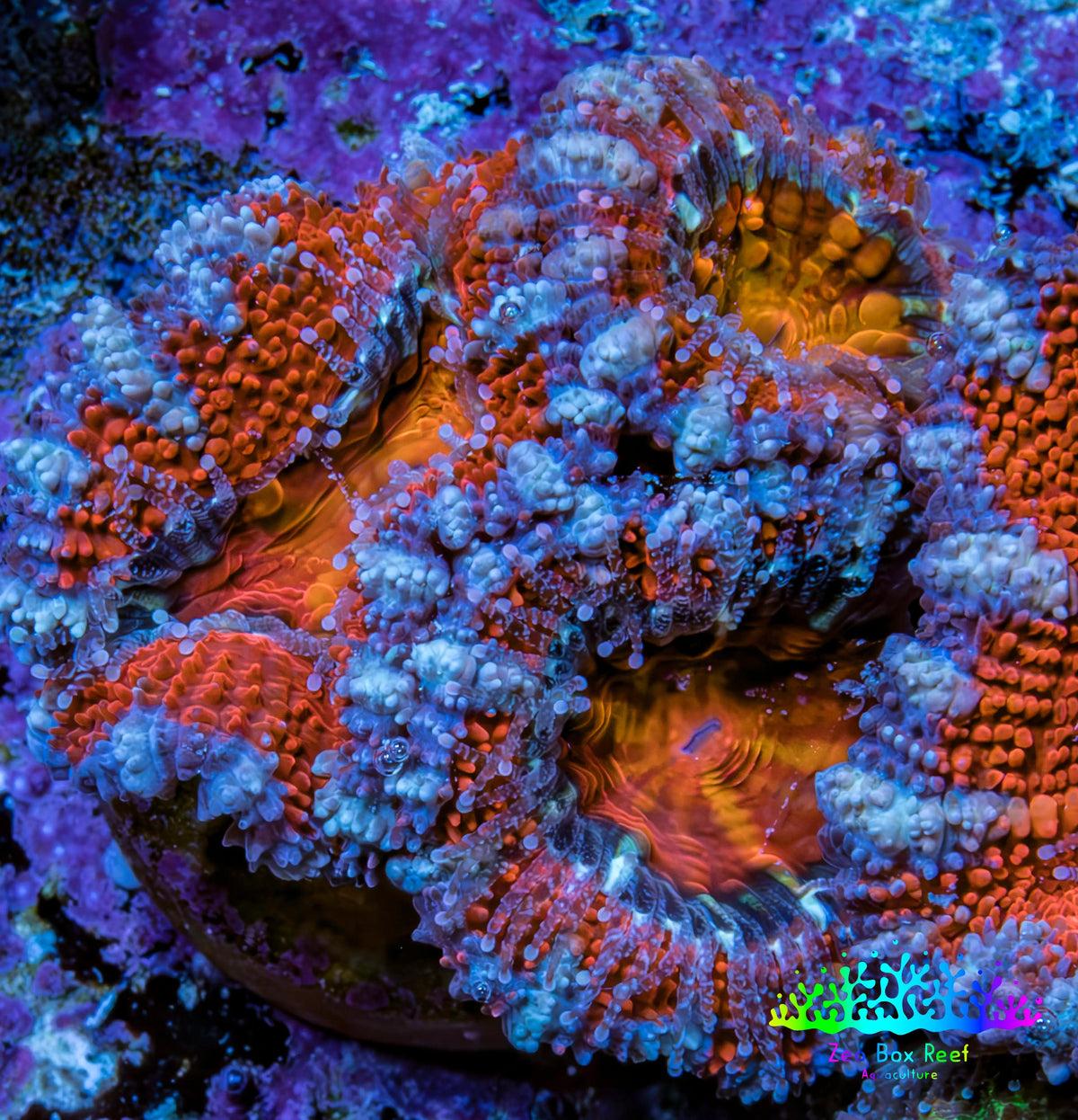 Ultra Kaleidoscope 🌈 Rainbow Acan Coral Frag, WYSIWYG E4R3B1 Ultra Kaleidoscope 🌈 Rainbow Acan Coral Frag, WYSIWYG E4R3B1 LPS Coral Ultra Kaleidoscope 🌈 Rainbow Acan Coral Frag, WYSIWYG E4R3B1 Zeo Box Reef