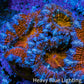 Ultra Kaleidoscope 🌈 Rainbow Acan Coral Frag, WYSIWYG E4R3B1 Ultra Kaleidoscope 🌈 Rainbow Acan Coral Frag, WYSIWYG E4R3B1 LPS Coral Ultra Kaleidoscope 🌈 Rainbow Acan Coral Frag, WYSIWYG E4R3B1 Zeo Box Reef