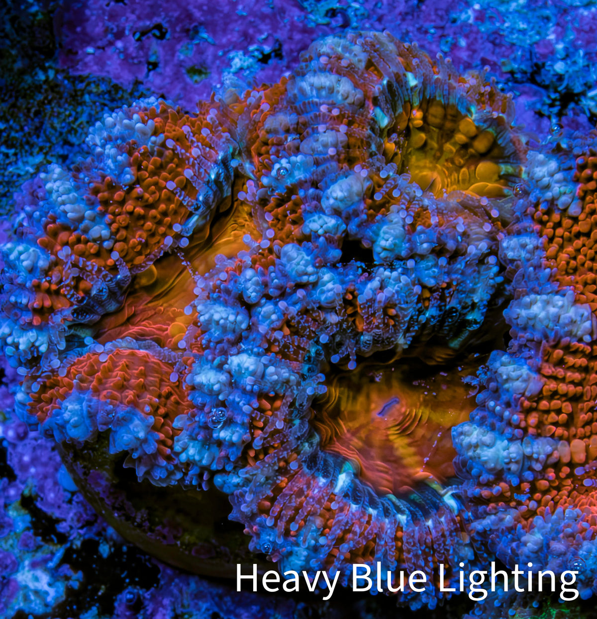 Ultra Kaleidoscope 🌈 Rainbow Acan Coral Frag, WYSIWYG E4R3B1 Ultra Kaleidoscope 🌈 Rainbow Acan Coral Frag, WYSIWYG E4R3B1 LPS Coral Ultra Kaleidoscope 🌈 Rainbow Acan Coral Frag, WYSIWYG E4R3B1 Zeo Box Reef