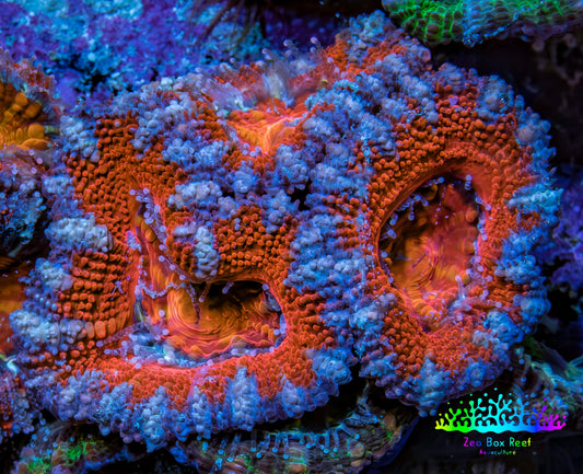 Ultra Kaleidoscope 🌈 Rainbow Acan Coral Frag, WYSIWYG E6R3B1 Ultra Kaleidoscope 🌈 Rainbow Acan Coral Frag, WYSIWYG E6R3B1 LPS Coral Ultra Kaleidoscope 🌈 Rainbow Acan Coral Frag, WYSIWYG E6R3B1 Zeo Box Reef