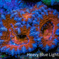 Ultra Kaleidoscope 🌈 Rainbow Acan Coral Frag, WYSIWYG E6R3B1 Ultra Kaleidoscope 🌈 Rainbow Acan Coral Frag, WYSIWYG E6R3B1 LPS Coral Ultra Kaleidoscope 🌈 Rainbow Acan Coral Frag, WYSIWYG E6R3B1 Zeo Box Reef
