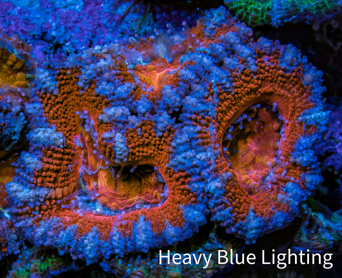 Ultra Kaleidoscope 🌈 Rainbow Acan Coral Frag, WYSIWYG E6R3B1 Ultra Kaleidoscope 🌈 Rainbow Acan Coral Frag, WYSIWYG E6R3B1 LPS Coral Ultra Kaleidoscope 🌈 Rainbow Acan Coral Frag, WYSIWYG E6R3B1 Zeo Box Reef