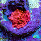 Ultra Lava Red Corallimorph Coral WYSIWYG 0.5cm A9R1B2 Ultra Lava Red Corallimorph Coral WYSIWYG 0.5cm A9R1B2 Animals & Pet Supplies Ultra Lava Red Corallimorph Coral WYSIWYG 0.5cm A9R1B2 Zeo Box Reef