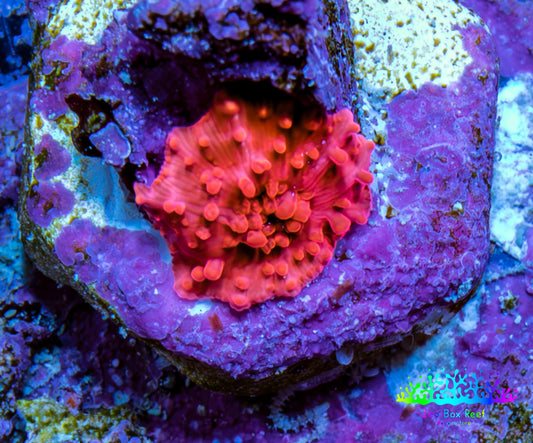 Ultra Lava Red Corallimorph Coral WYSIWYG 0.5cm A9R1B2 Ultra Lava Red Corallimorph Coral WYSIWYG 0.5cm A9R1B2 Animals & Pet Supplies Ultra Lava Red Corallimorph Coral WYSIWYG 0.5cm A9R1B2 Zeo Box Reef