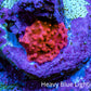 Ultra Lava Red Corallimorph Coral WYSIWYG 0.5cm A9R1B2 Ultra Lava Red Corallimorph Coral WYSIWYG 0.5cm A9R1B2 Animals & Pet Supplies Ultra Lava Red Corallimorph Coral WYSIWYG 0.5cm A9R1B2 Zeo Box Reef