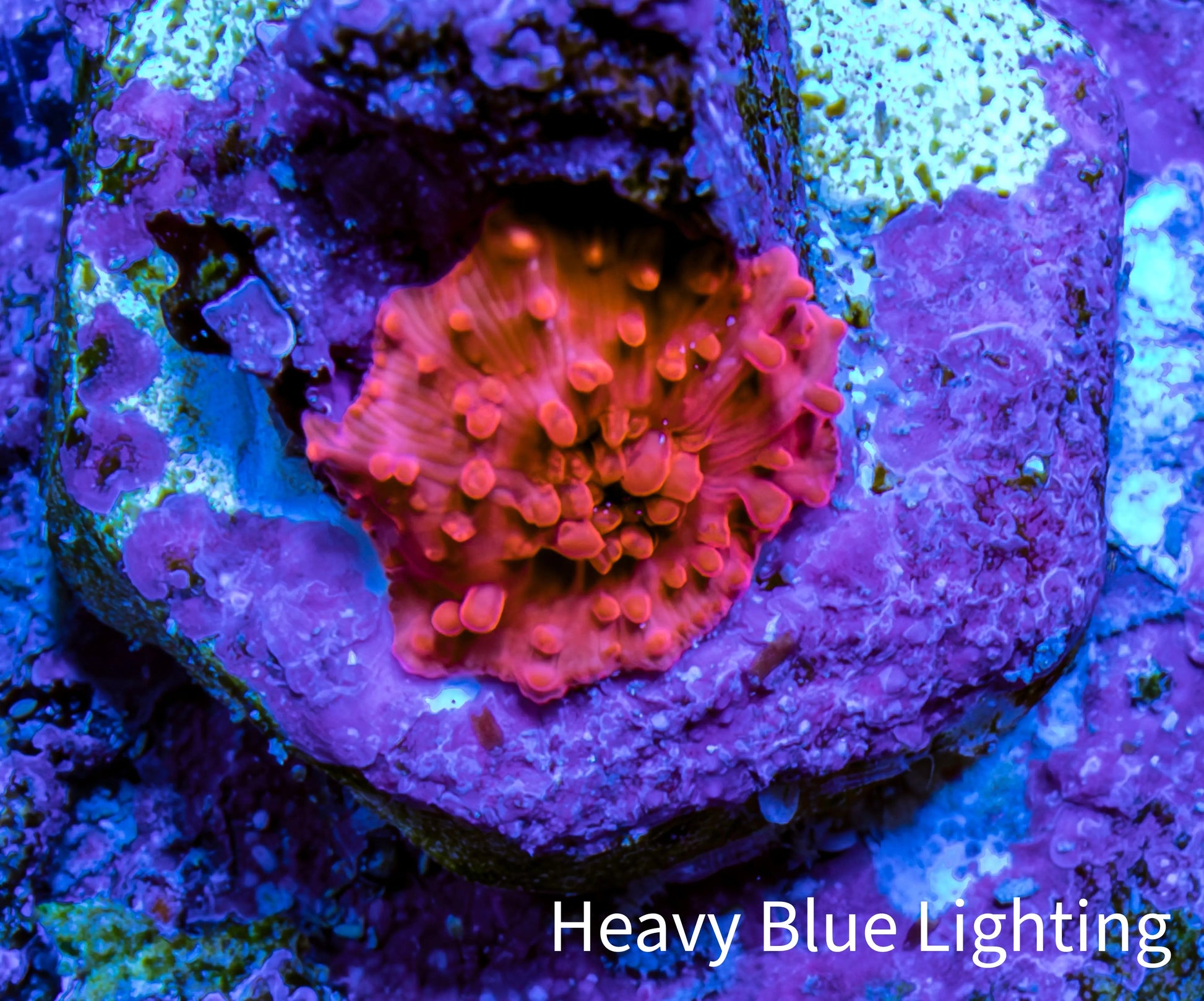 Ultra Lava Red Corallimorph Coral WYSIWYG 0.5cm A9R1B2 Ultra Lava Red Corallimorph Coral WYSIWYG 0.5cm A9R1B2 Animals & Pet Supplies Ultra Lava Red Corallimorph Coral WYSIWYG 0.5cm A9R1B2 Zeo Box Reef