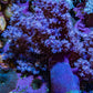 Ultra Lilac  Nepthea Coral WYSIWYG 7cm Ultra Lilac  Nepthea Coral WYSIWYG 7cm Soft Coral Ultra Lilac  Nepthea Coral WYSIWYG 7cm Zeo Box Reef