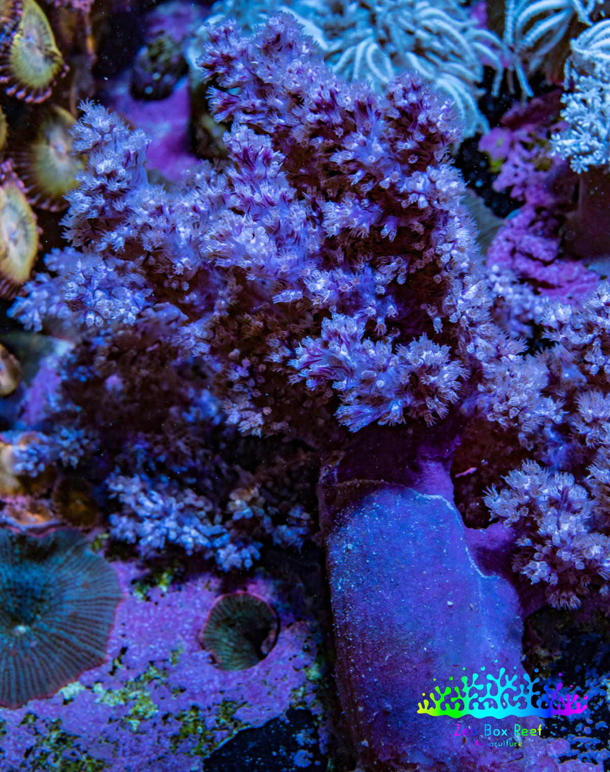Ultra Lilac  Nepthea Coral WYSIWYG 7cm Ultra Lilac  Nepthea Coral WYSIWYG 7cm Soft Coral Ultra Lilac  Nepthea Coral WYSIWYG 7cm Zeo Box Reef