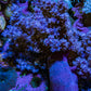 Ultra Lilac  Nepthea Coral WYSIWYG 7cm Ultra Lilac  Nepthea Coral WYSIWYG 7cm Soft Coral Ultra Lilac  Nepthea Coral WYSIWYG 7cm Zeo Box Reef
